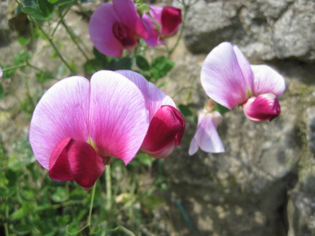 And against a garden wall, the sweetpeas were climbing