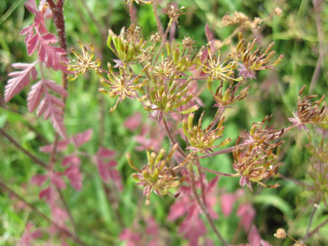 And gossamer drifts, like these