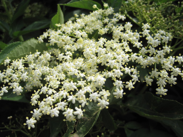 The elderflowers have been prolific this year