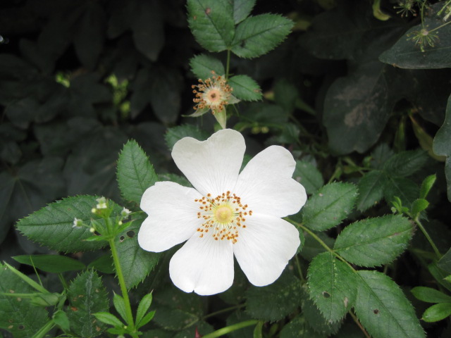 For beauties such as this