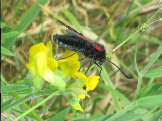 While colourful Cinnebar moths  flutter at the cliff's edge