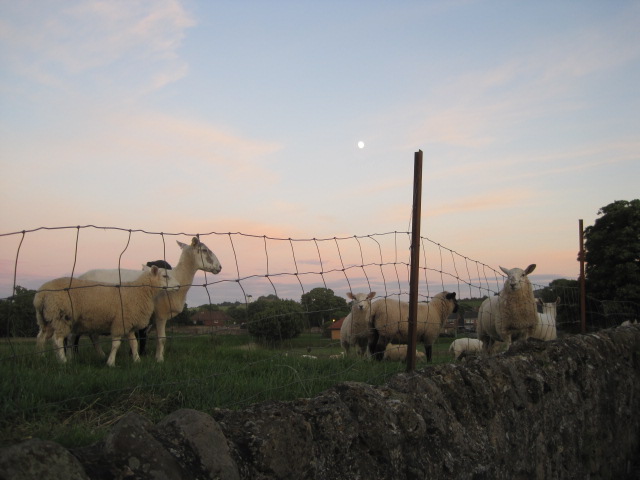 And the sheep seemed to concur!