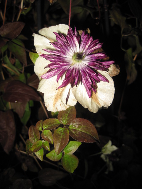 My favourite clematis