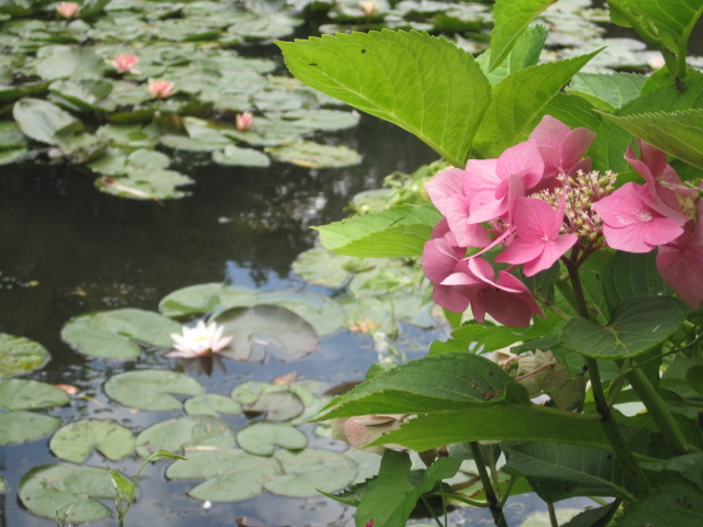 What could be more lovely than a pond full of water lilies?