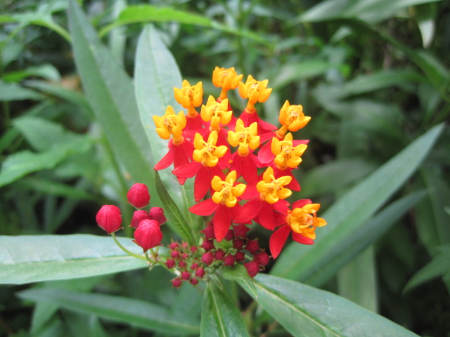 And plants such as these