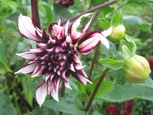 And this burgeoning beauty