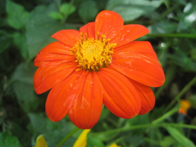 A rain-kissed blossom