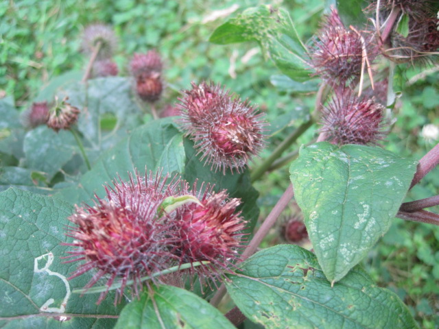 There are occasional diversions on the edges of the path 