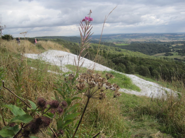 As half expected, it's easier to get a wild flower shot  
