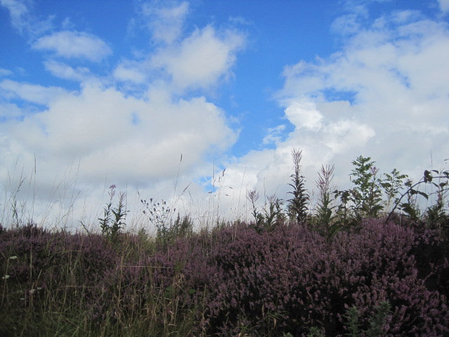 And a lovely patch of heather