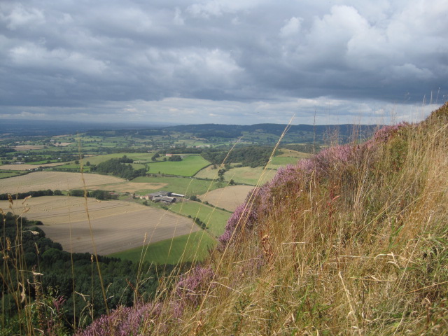 And a little moorland heather