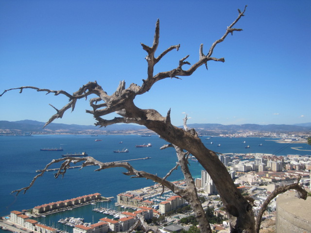 A tree with style but not many leaves!