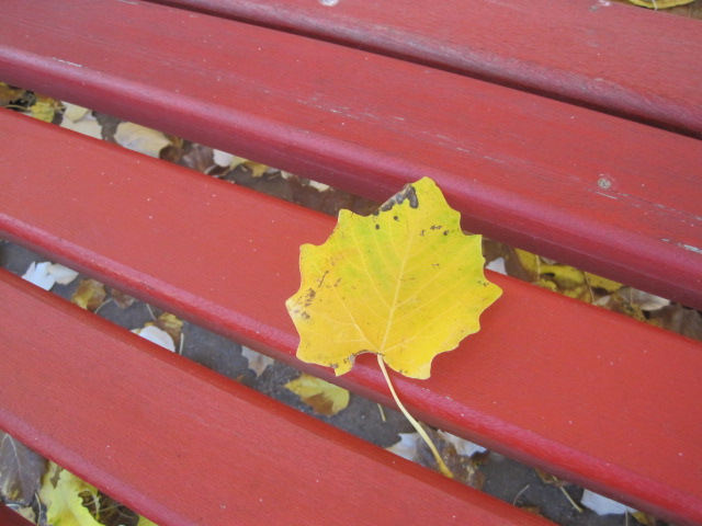Solitary on an Algarve bench