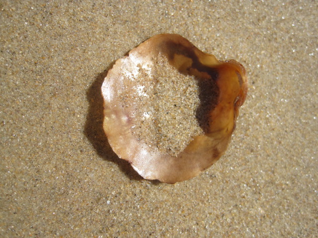 My favouurite kind of shell