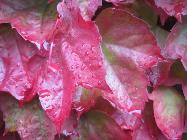 My Virginia Creeper- clinging on!