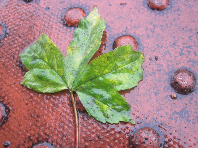 An abandoned leaf- but it's still green!