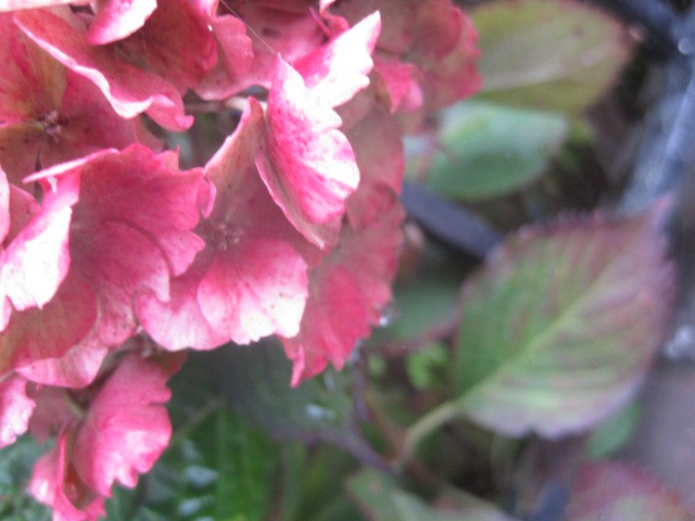 But I do find colour hard to resist