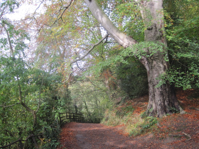 Leaves strew the footpath