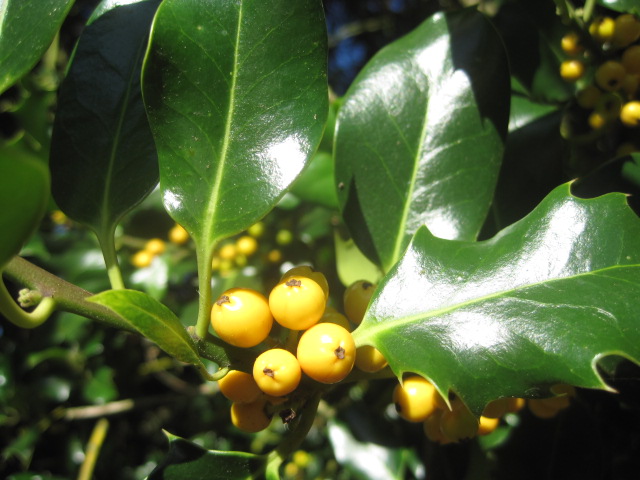 The holly and the ivy