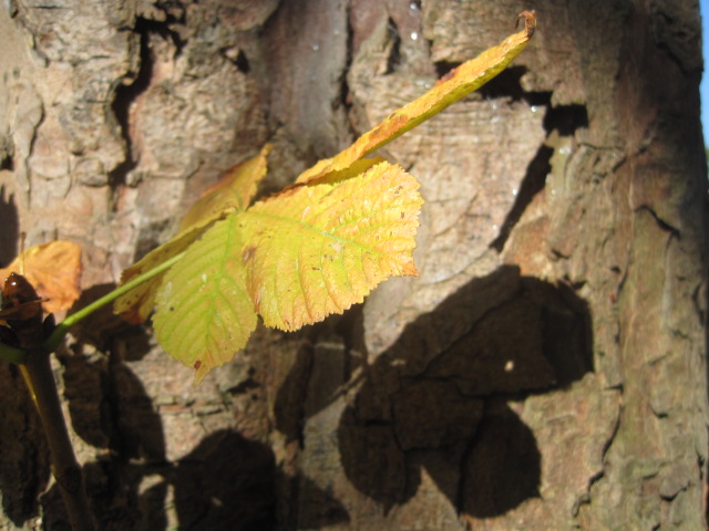 I like this shadow almost as much as the leaf