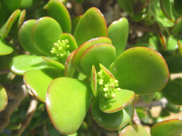 What else to enjoy the sunshine but cacti?
