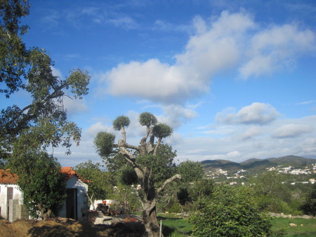 This tree seems to have a sense of humour!