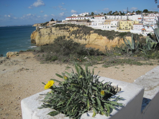 Determined to bloom in the salt air