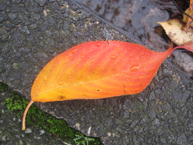 Even the ones lying in puddles are pretty!