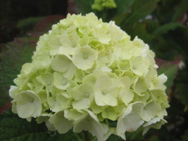 And then you have lovely mopheads of hydrangeas
