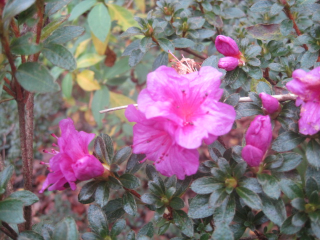 But look what I managed to spot- in December!