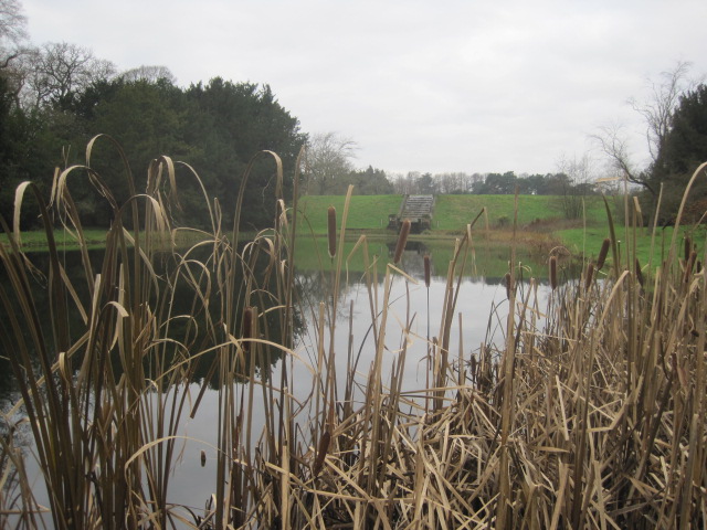 The bulrushes don't seem to mind the mist