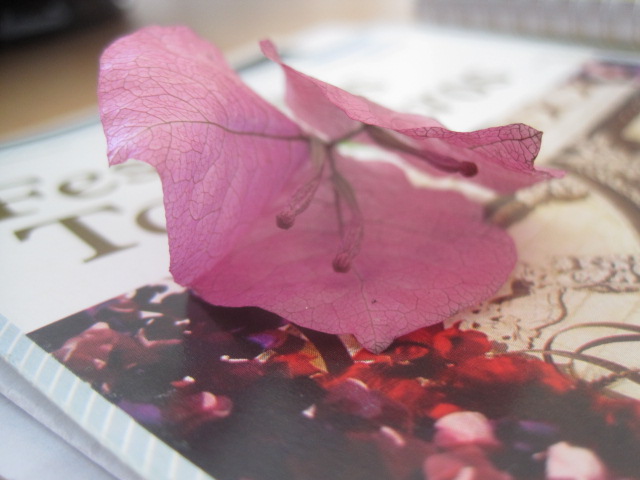 A single bougainvillea 
