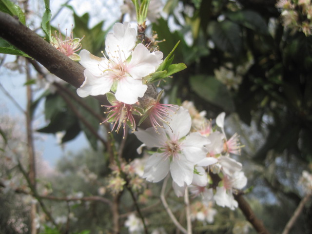 Irresistible blossom