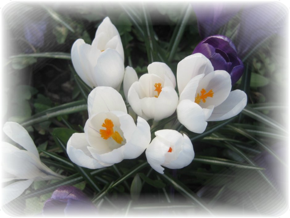 Crocus