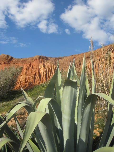 Aloe Vera grow freely too