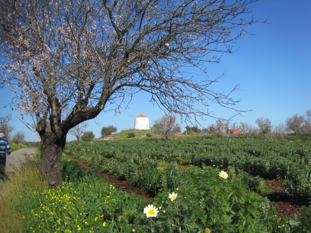 An Algarve windmill