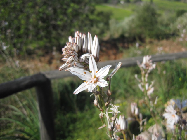 Wild flowers growing carelessly by