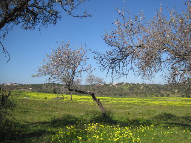 A gentle tickle of blossom