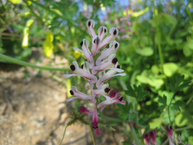 Another 'find' in the hedgerows