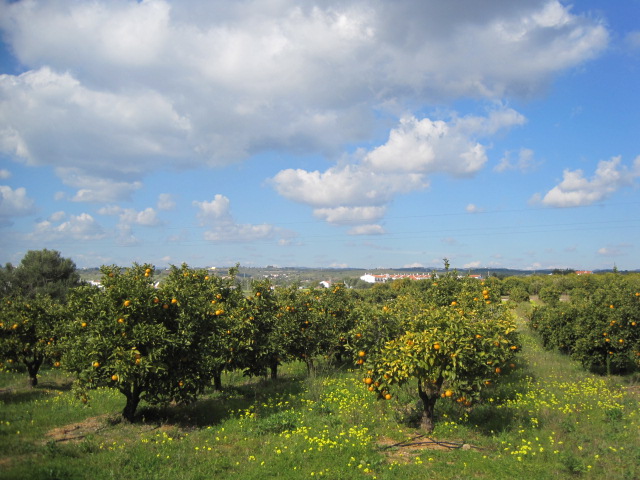 It's goodbye to the orange trees