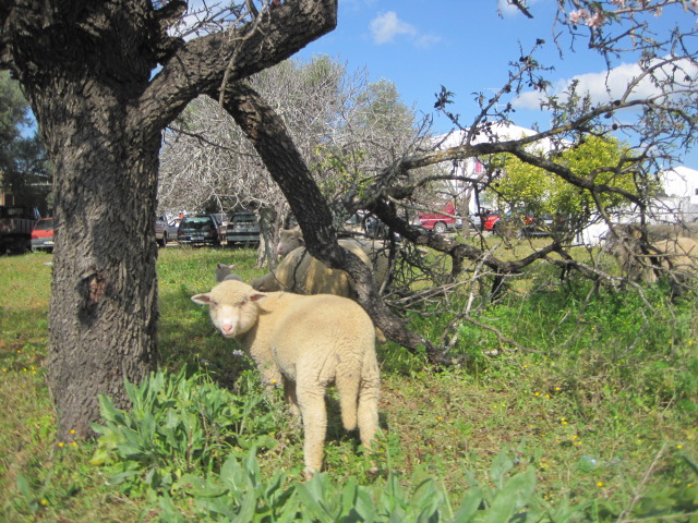 And hello to an inquisitive sheep
