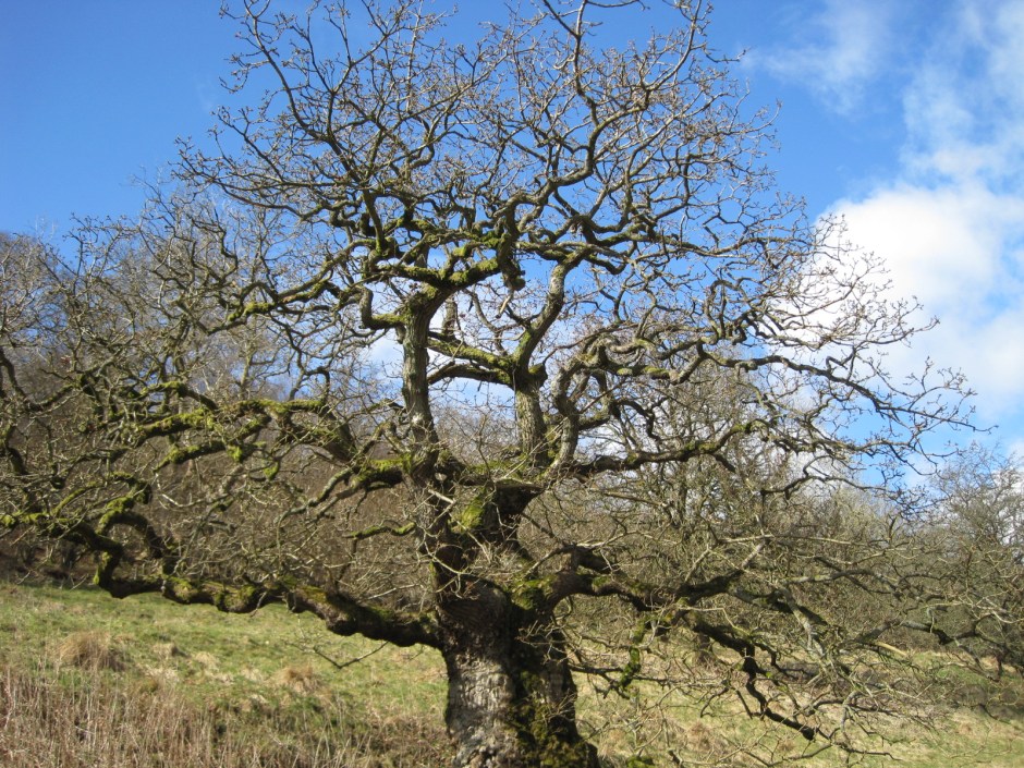 A handsome bare branched tree