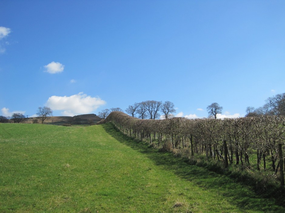 Such a tidy Winter's hedge!