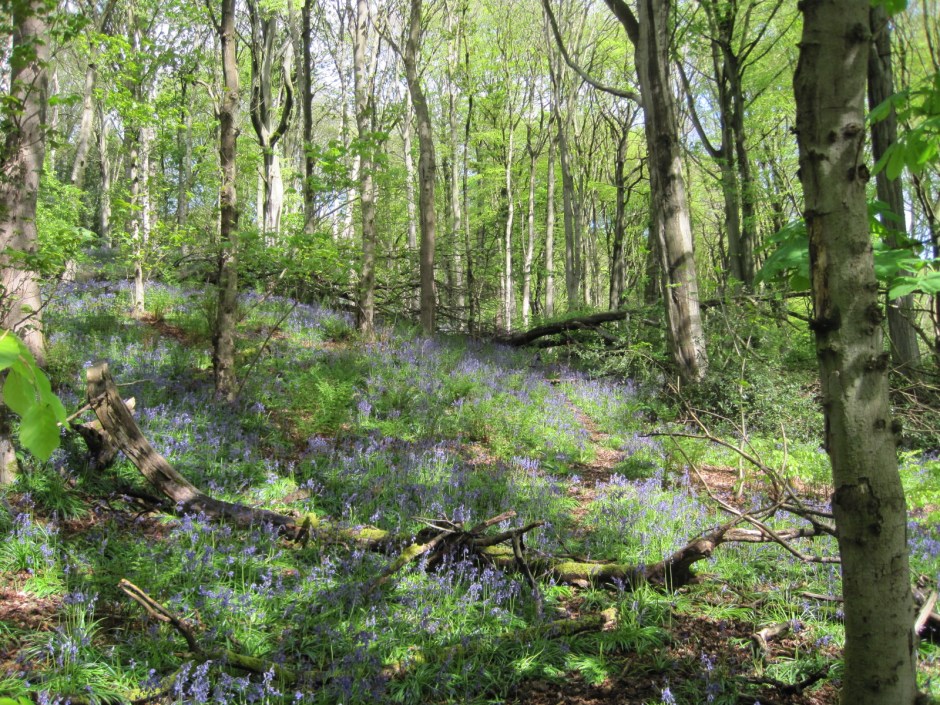 Is anything quite so entrancing as a bluebell wood?