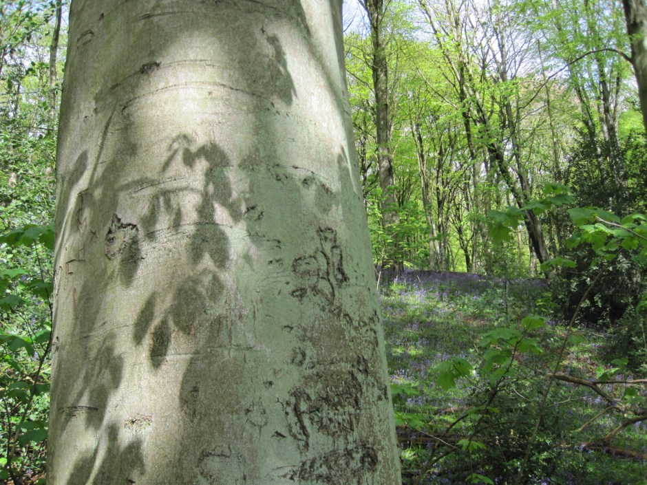 And some leaf patterns on a tree for Meg