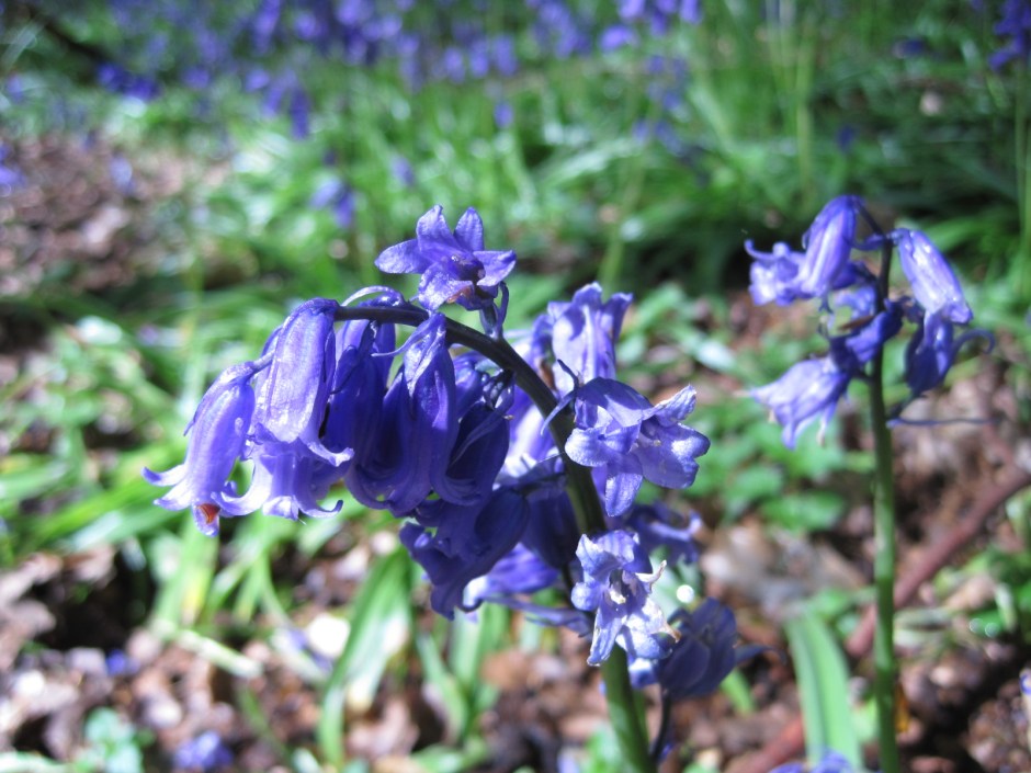 The raindrops glisten in the sunshine 