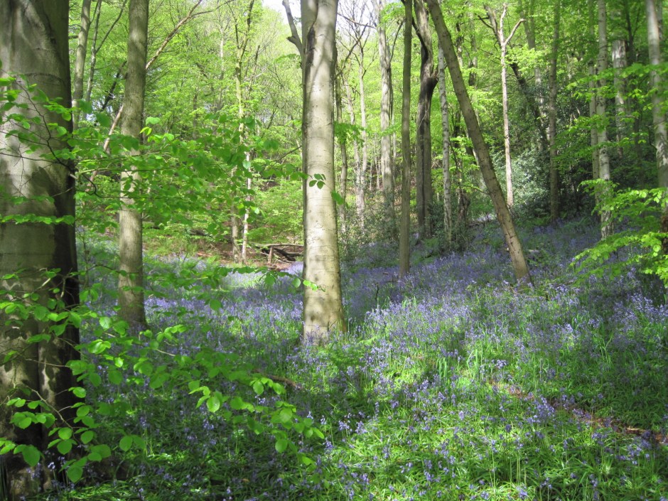 And everywhere, that sumptuous carpet of blue