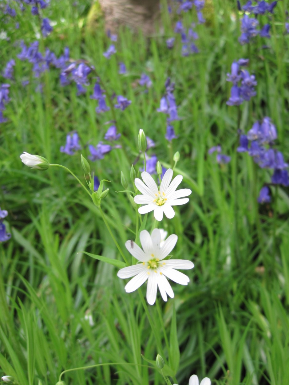 Speckled with 'sometime' white