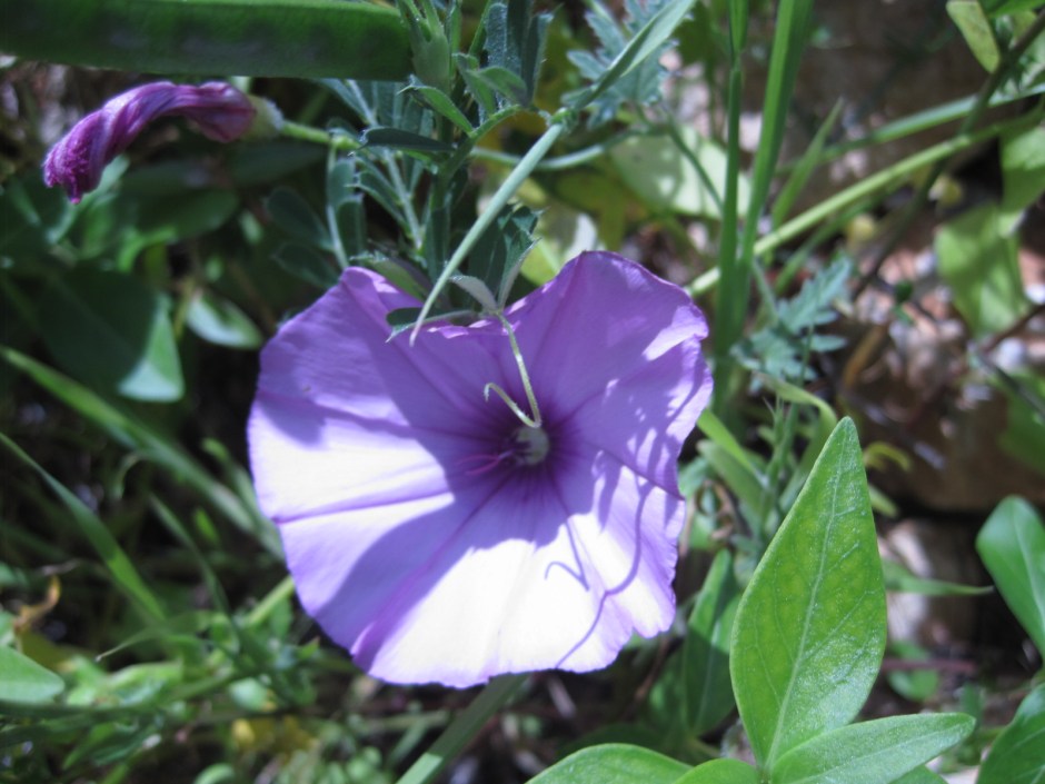 Growing wild and free