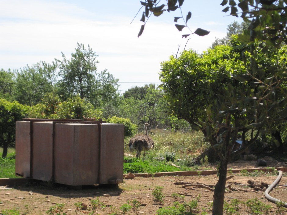 Who'd have expected an ostrich farm in the Algarve?